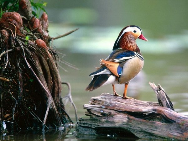 مجموعه رائعه من صور الطيور