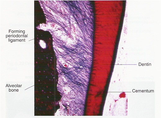  الرباط حول السني Periodontal Ligament  574